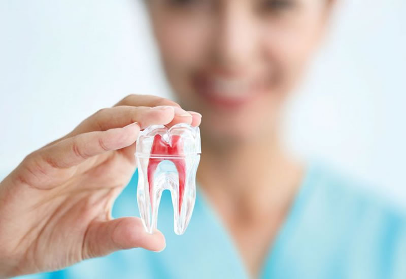 Endodoncija